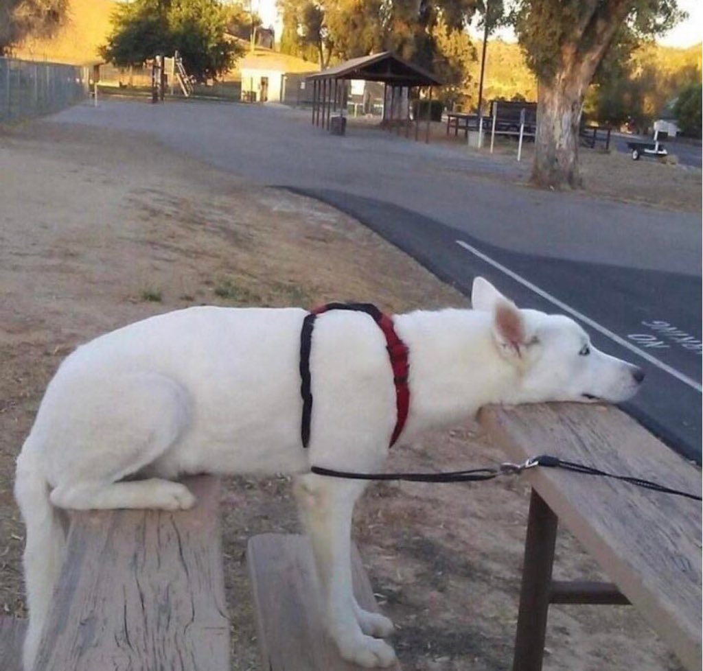 座ってるし 立ってるし 伏せてる 三つの状態をマルチタスクで行う器用な犬がこちらです Togetter