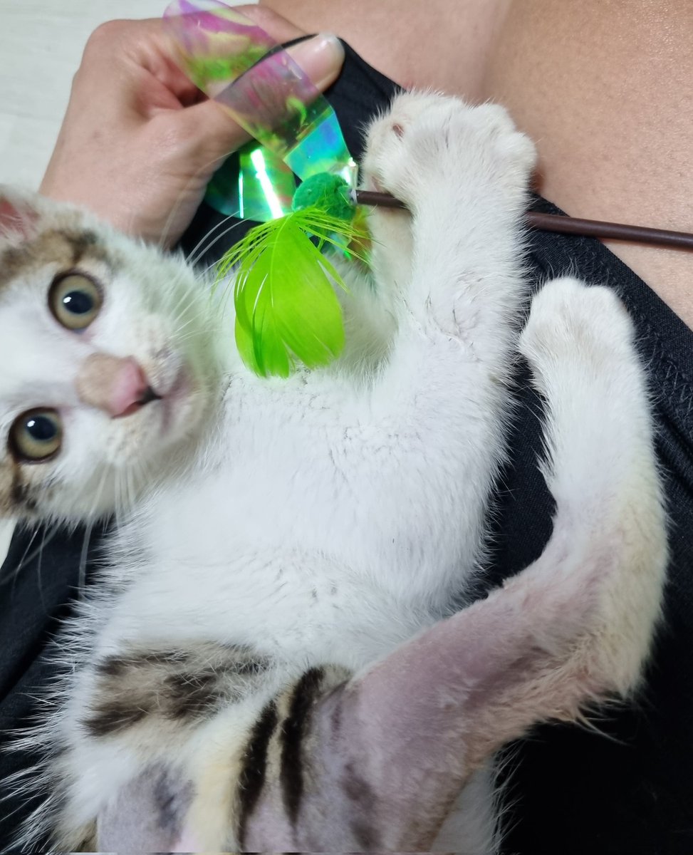 donation4summer's tweet photo. #고양이썸머 의 남은 수술비 99만원 정도를 충당하기 위해 기부해주신 #교촌치킨 #허니콤보 웨지감자세트를 1.9만원에 판매하고 있어요. 메시지 주시면 입금번호 알려드리겠습니다. 감사합니다 
#도와주세요 #고양이모금 #길고양이
#아기냥이 #고양이 #cat  #아기고양이 #집사 https://t.co/LPnVP3zndI https://t.co/rirYUQwupM