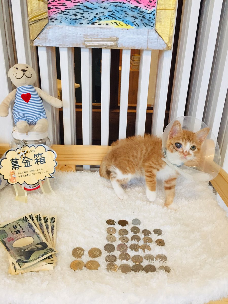 CATS_INN_TOKYO's tweet photo. ご寄付のお礼♫
遅くなりましたが、6月の募金箱へのご支援は¥8,916でした!
猫カフェのご利用、物販のご購入なども大きなご支援です。ご来店をお待ちしております!
ご予約は下記リンクから★
https://t.co/izWEn4w56N
キャッツイン東京
#保護猫カフェ #板橋 #支援 #猫 #保護猫 #botanicit https://t.co/4Ml4SPBiAY