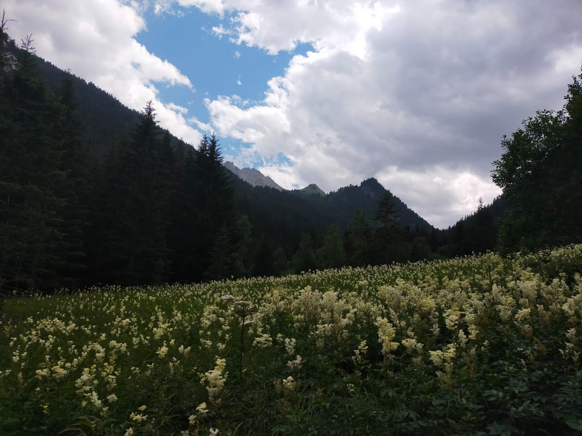 On comprend rapidement pourquoi ça s'appelle "Les Herbiers" <a href="/Valfrejus/">Valfréjus</a> #montagne #randonnée #nature #flore