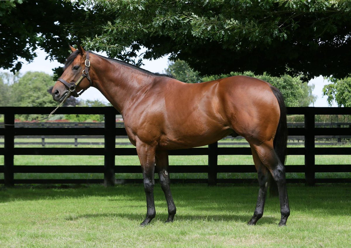 WindsorParkStud's tweet photo. On the back of #SANSOM's Group 3 win be sure to take a look at these two #CharmSpirit weanlings offered on https://t.co/xN4aXbpajs tonight!
➡️ Lot 3 - Charm Spirit ex. Dresden Park colt
https://t.co/WEnMPAVCBX

➡️ Lot 6 - Charm Spirit ex. My Galatine filly
https://t.co/GI59BvdqRW https://t.co/af5OD1wFns