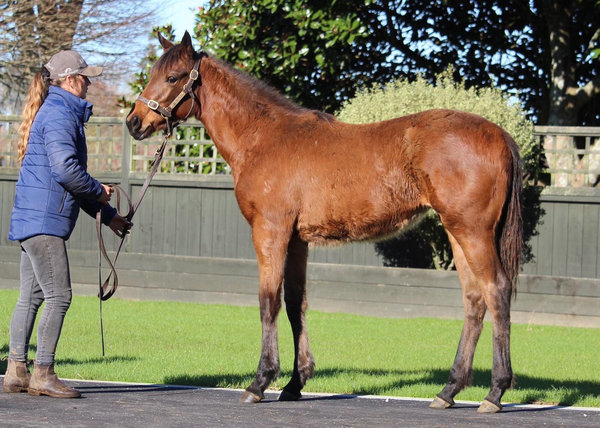WindsorParkStud's tweet photo. On the back of #SANSOM's Group 3 win be sure to take a look at these two #CharmSpirit weanlings offered on https://t.co/xN4aXbpajs tonight!
➡️ Lot 3 - Charm Spirit ex. Dresden Park colt
https://t.co/WEnMPAVCBX

➡️ Lot 6 - Charm Spirit ex. My Galatine filly
https://t.co/GI59BvdqRW https://t.co/af5OD1wFns