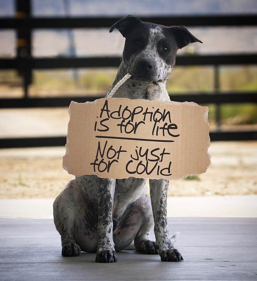 imaliwaller's tweet image. Shelters are filling up with pets who were adopted during quarantine and are now being returned. 
1. Keep your pets. 
2. Donate to local rescues, they need our help.