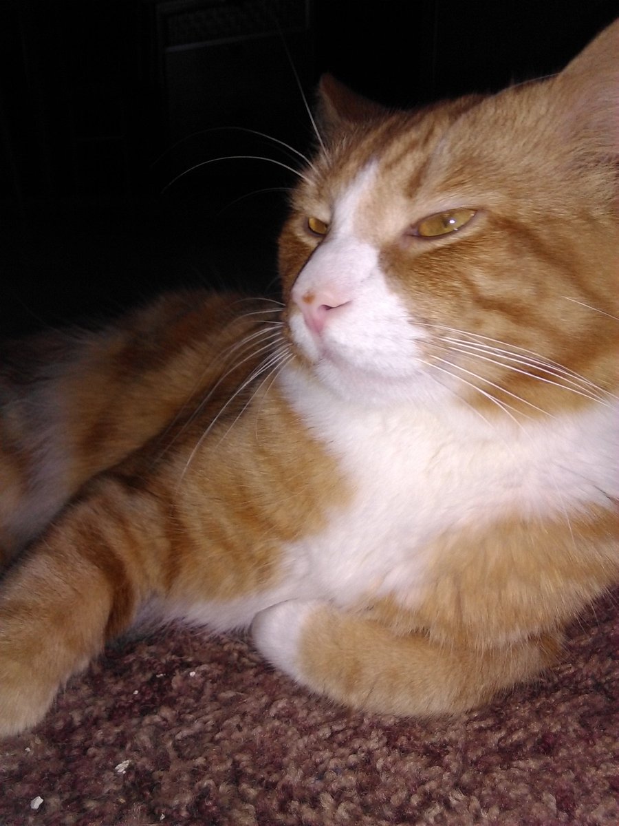 MacTheGingerCat's tweet photo. This is the face of a cat who once peed in the toaster. 😹😹 

What's your cat's worst crime? 

#CatsOfTwitter https://t.co/fC3qeiTMik
