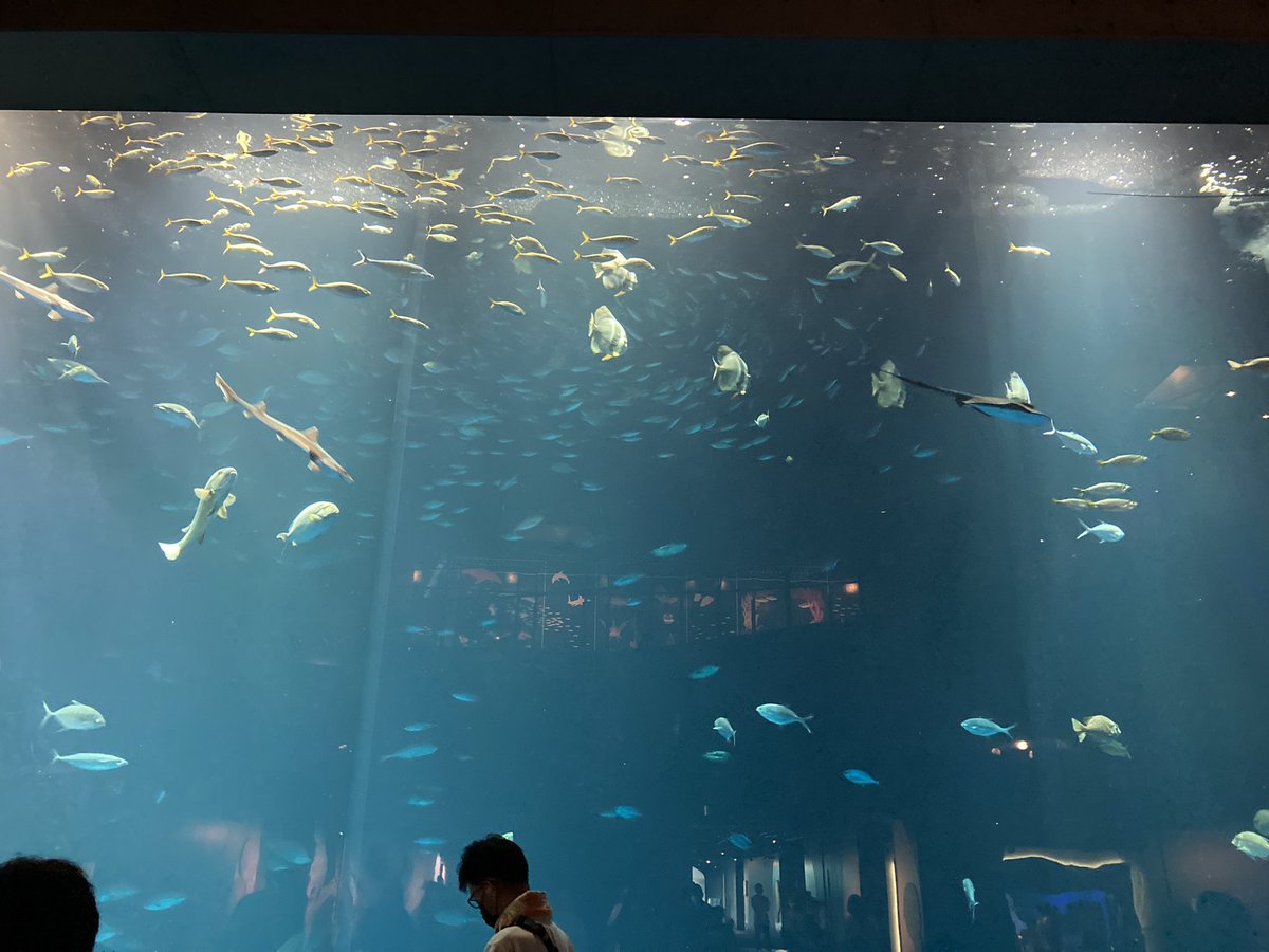 ____yn35_'s tweet photo. 四国水族館 🐟 https://t.co/o2I44WG1PO