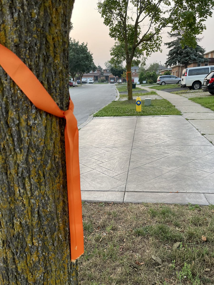 Thank you Cathy for the orange ribbons throughout our community in honour of those indigenous children who died while in residential schools - I’m sure it was a labour of love #residentialschools #residentialschoolsurvivors