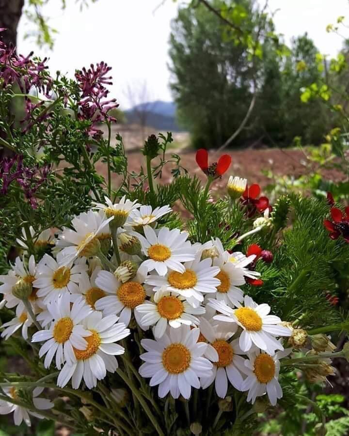 romantikduygu3's tweet photo. Hiçbir şey hissetmemek,bazen huzur verir.                                                                       -Albert Camus- https://t.co/x5JyQdHIeI