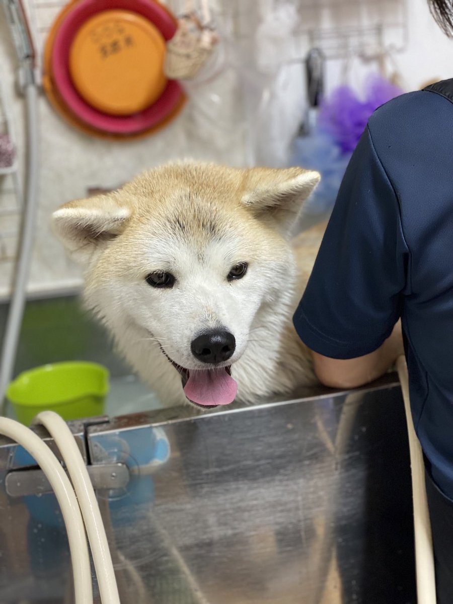 kobasake_tochio tweet picture