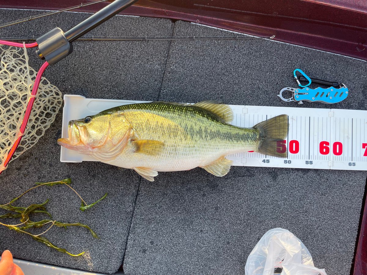 琵琶湖バス釣り 琵琶湖バス釣り