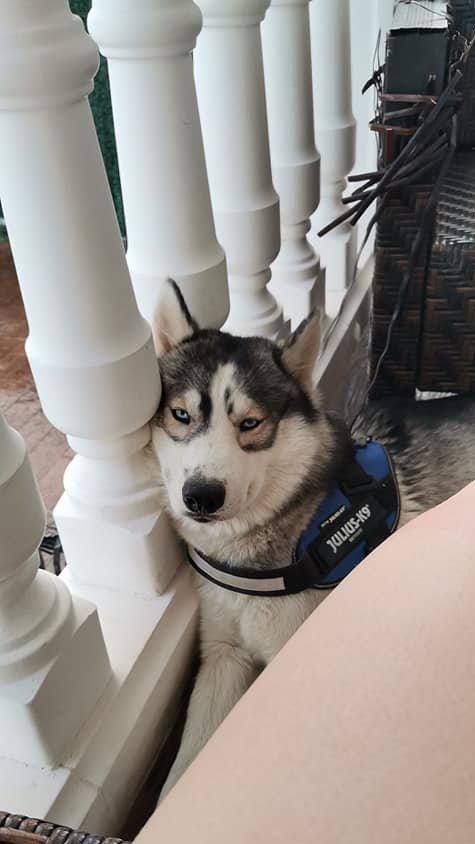 julius k9 husky