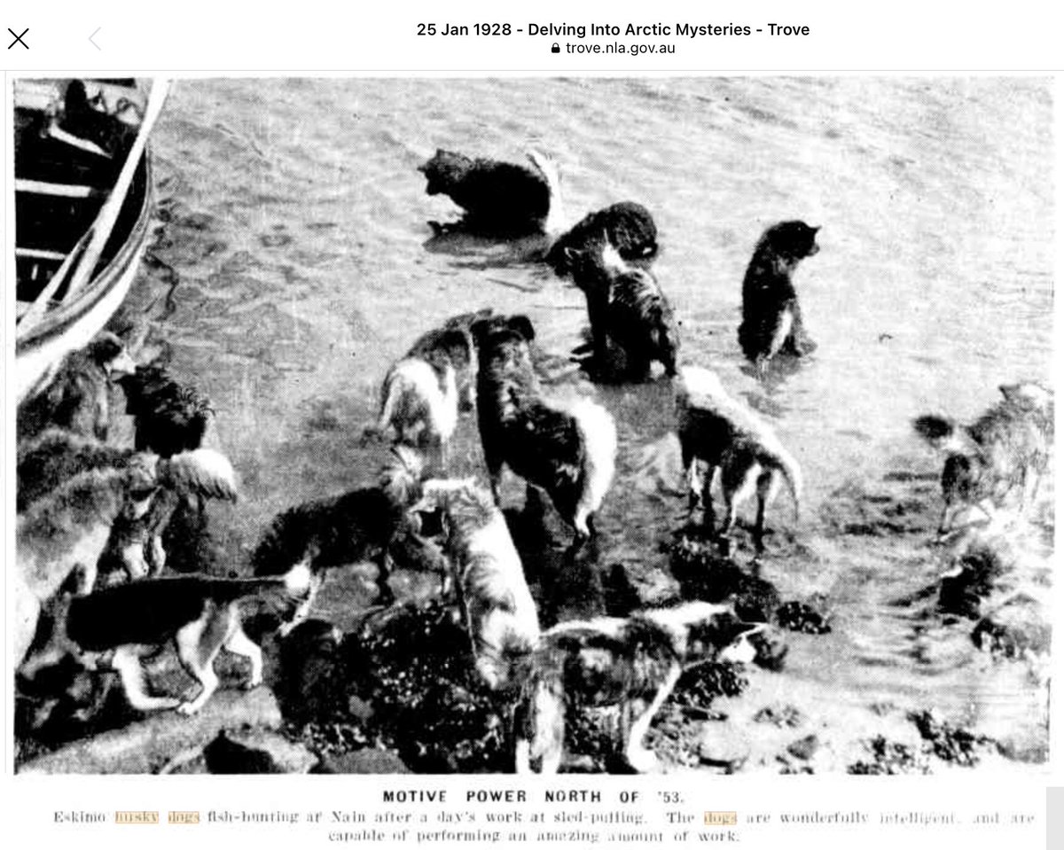 Labrador_Husky's tweet photo. #LabradorHuskies fishing: January 25th-1928 #Nain #Labrador 
The sub text reads: “Eskimo Husky Dogs fish-hunting after a days work at sled pulling. The dogs are wonderfully intelligent and are capable of performing an amazing amount of work.” @PerryTrimper @GovNL #Resilience https://t.co/eeO34kOegJ