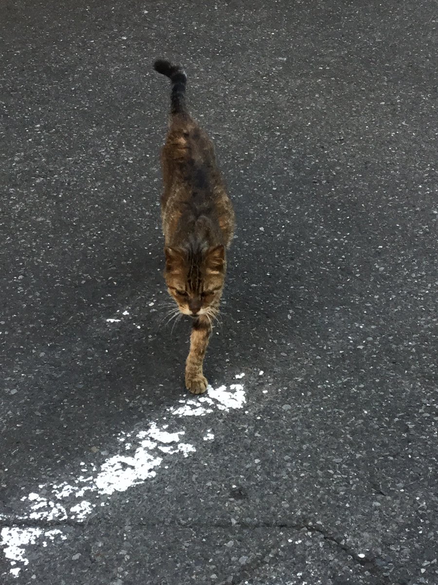 猫道 - Twitter Search