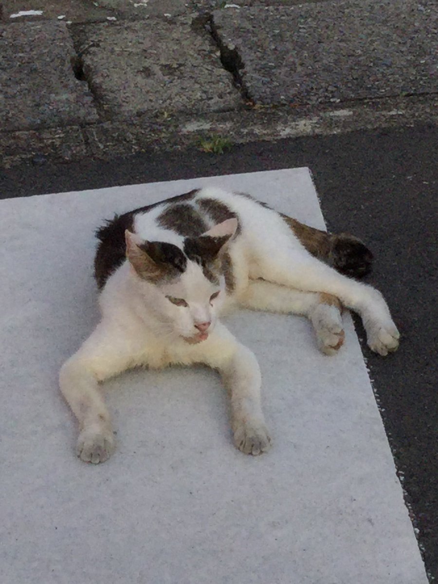 猫道 - Twitter Search