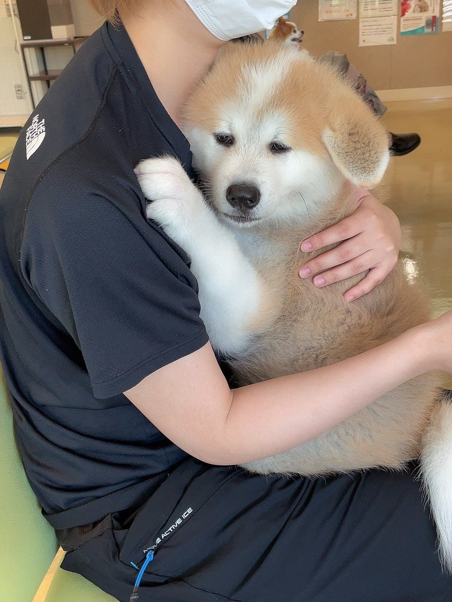 気持ちはすごく分かる 予防接種でしがみついて離れない秋田犬に母性本能くすぐまれまくり Togetter 気持ちはすごく分かる 予防接種でしがみついて離れない秋田犬に母性本能くすぐまれまくり Togetter