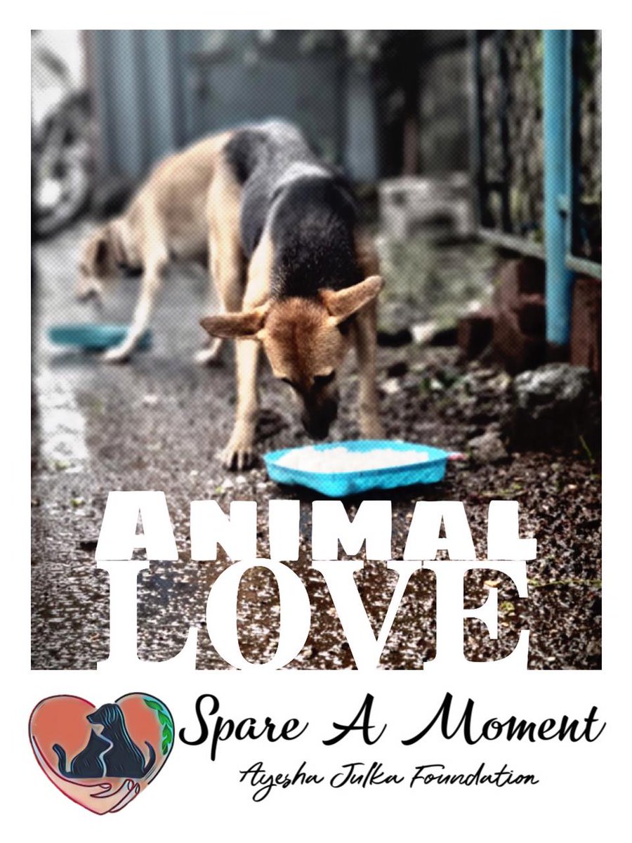 spareamomentajf's tweet photo. Don't let community animals scavenge #feed them Hygienically @AyeshaJhulka @Lion_Nitin_S @SMotling #sammad #Spareamoment #AJF #adoptdontshop #indiedog #indiedogs #indiedogsofinstagram #animalcare #indiefeederarmy #adoptme #adoptdontshop🐾 #lonavala #india https://t.co/qj7z0eWsbe