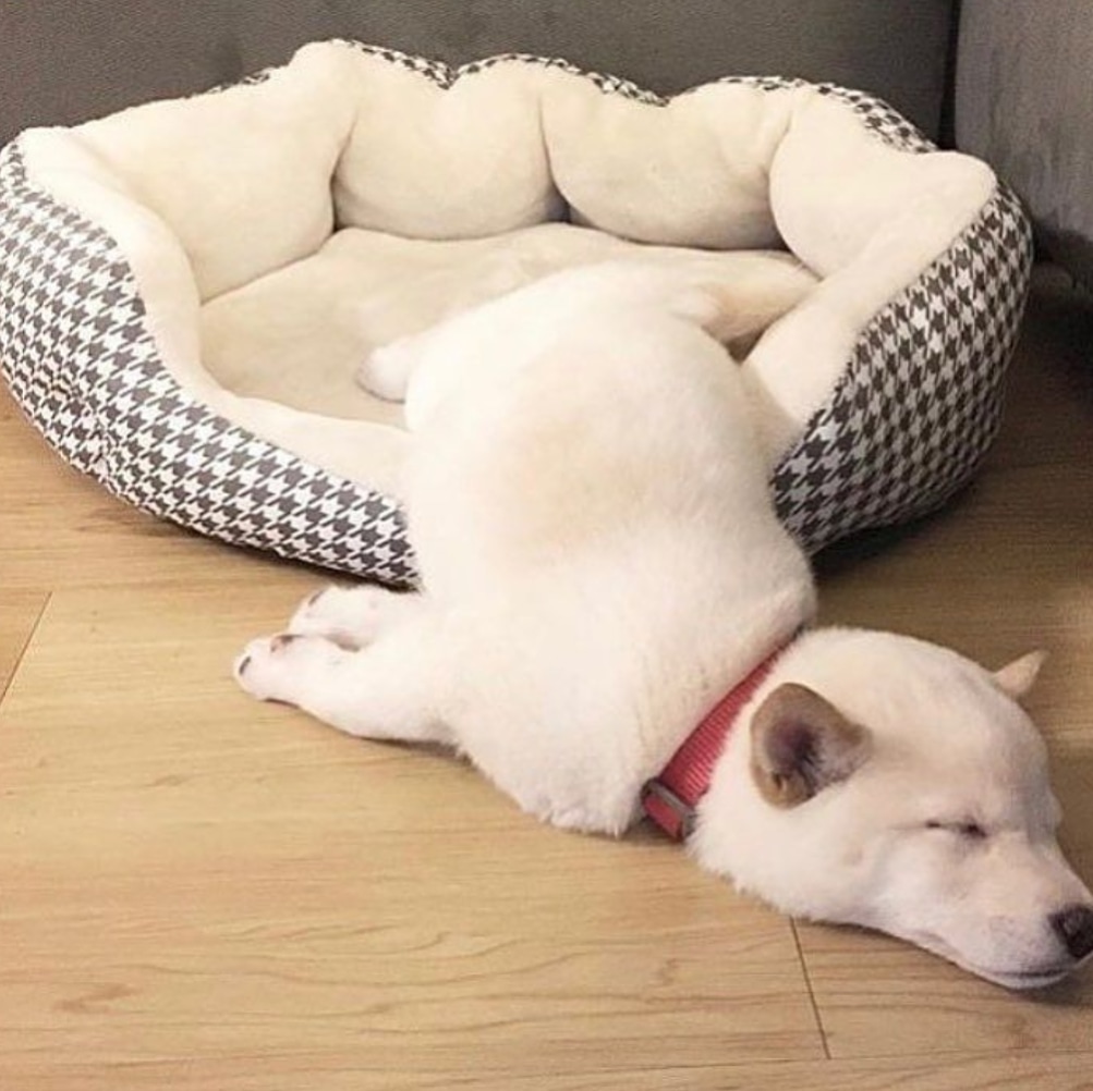 lolsoboring's tweet photo. Situation on Monday's be like😴😴😴
.
#animalworld #animalvideos #animaltattoo #animalsofinstagram #animalsofig #animalsmood #animalslover #animalsinfluence #animalshots #animalsco #animalsaddict #animals_illife #animals_captures #animals #animalrights #anim https://t.co/OKludtHWuO