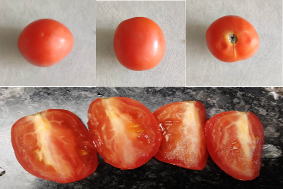 KeepMeFresh2's tweet photo. @twrahul @PARInetwork Same happens to tomato farmers all over India because tomatoes are highly perishable. Farmers don't have the option of taking back their produce and come back the next day. We have working on increasing tomato shelf life. https://t.co/tT2AoRyadG