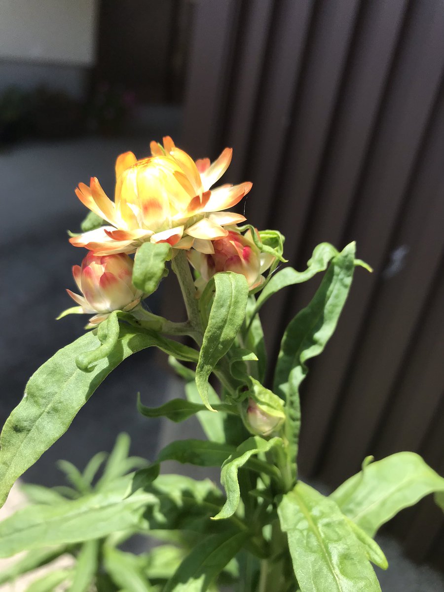 帝王貝細工 帝王貝細工