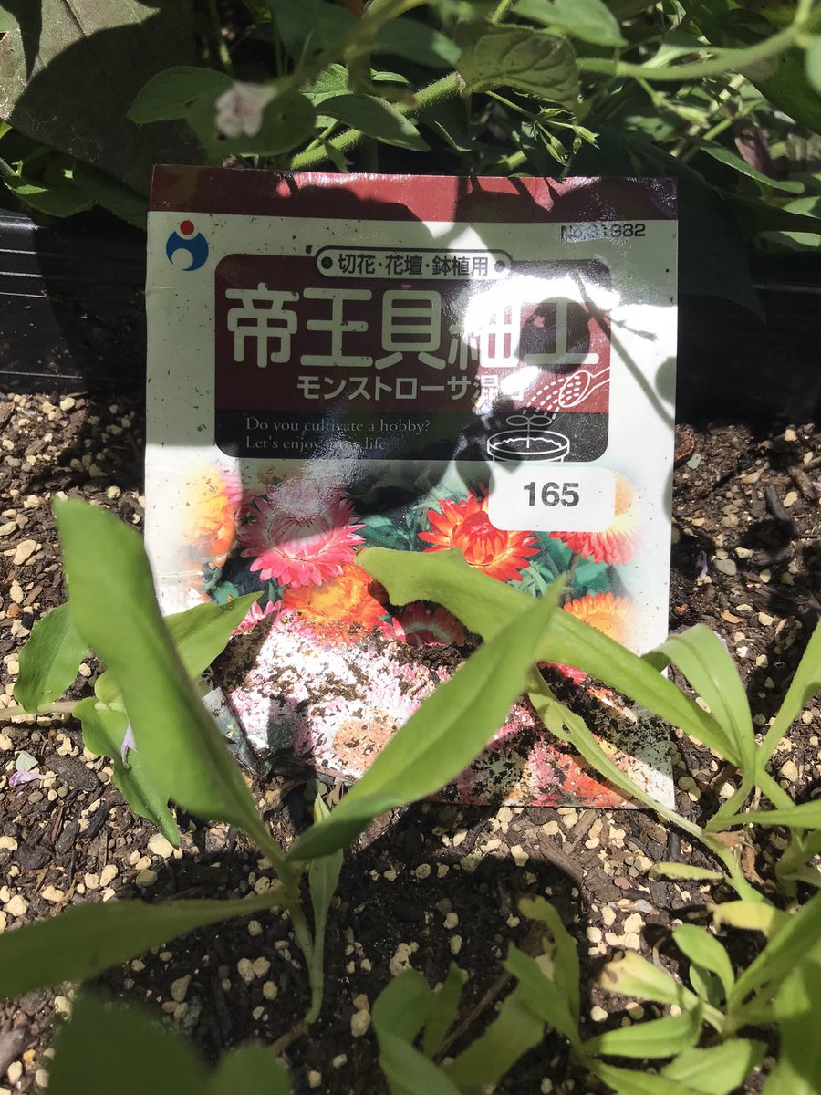 帝王貝細工 帝王貝細工