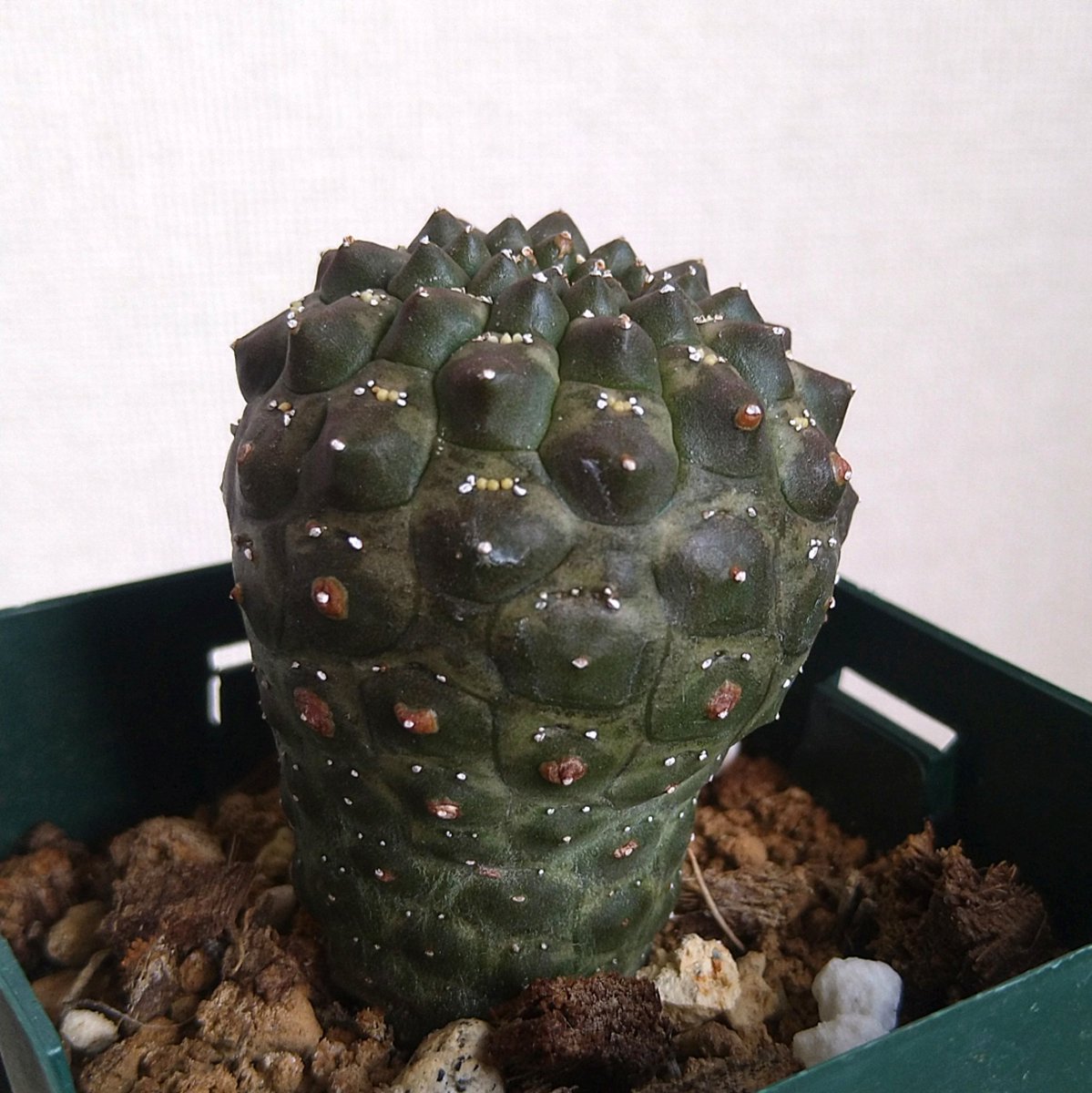 Kuroraku Kuroraku Twitter