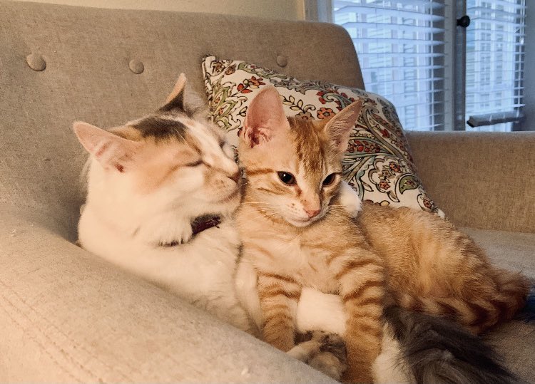 Addiecat3's tweet photo. Addie and Itty
The moment of acceptance!#CatsOfTwitter https://t.co/iJwNmwmN6q