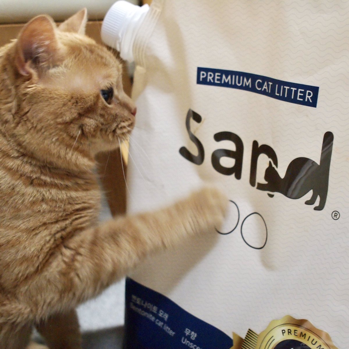 困り顔のアランくん アランくんの心掛け トイレはいつも清潔にゃ 初ベントナイトはほんとに砂って感じにゃんだね 猫砂案件 猫のいる暮らし 猫好きさんと繋がりたい ねこのきもち Catsoftwitter 困り顔 ネコチャンカワイイ