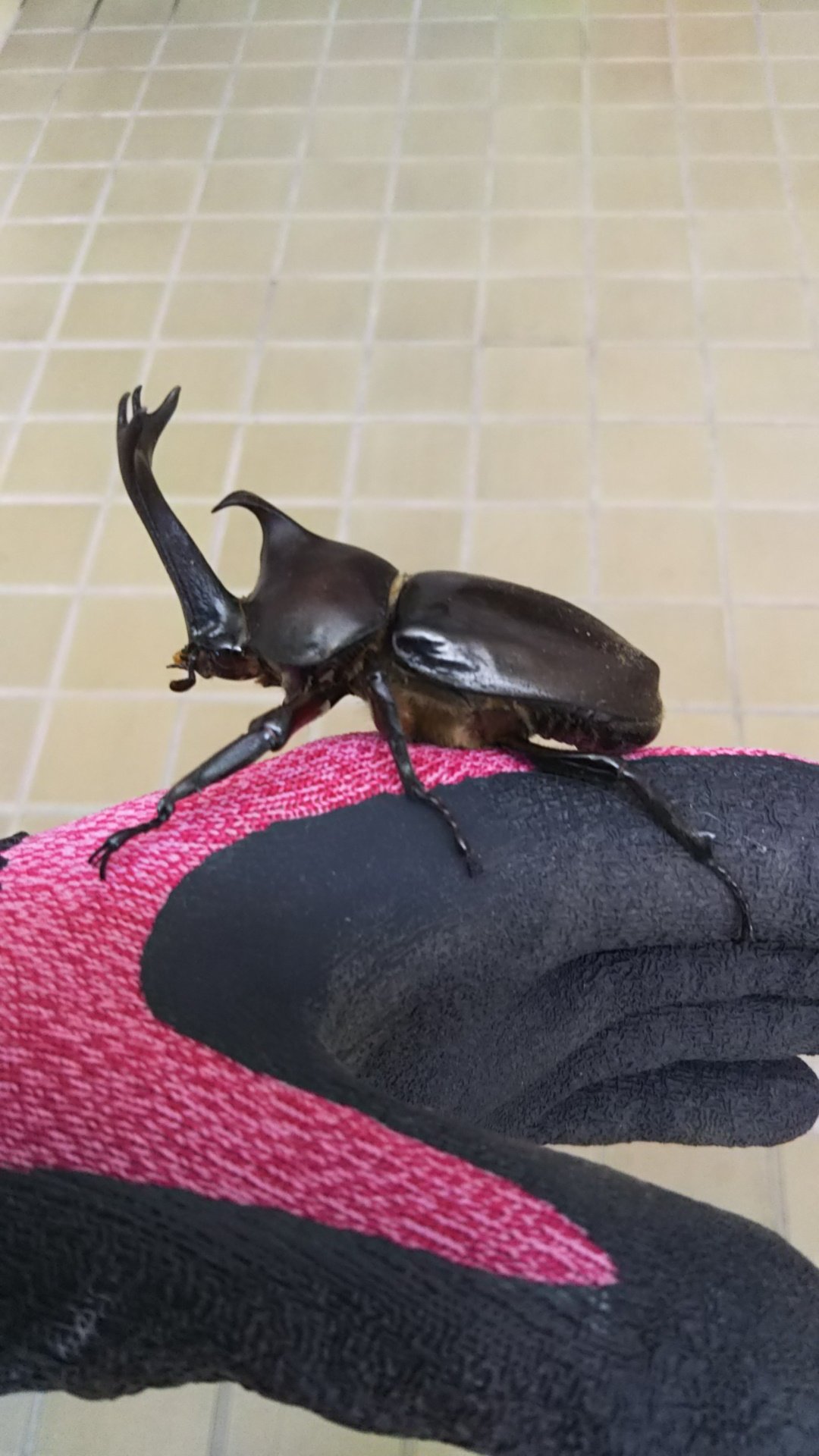 西群馬砂金研究所 今度は カブトムシが玄関から入ってきました 馴れて離れたくない様子です どんな木 に返してあげたら良いのか分からないので 桃の木にそっと置いてあげました 私もこれでまた一つ徳を積みました T Co Dbbpa Twitter