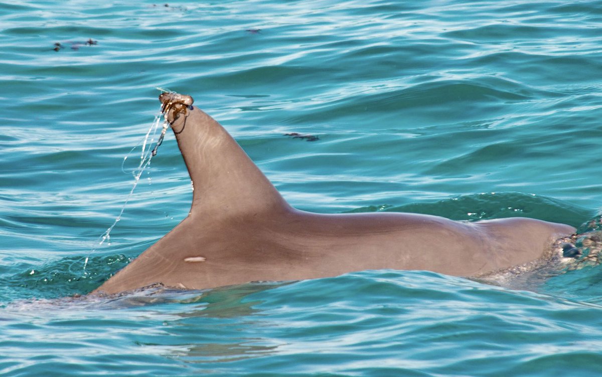 Kate Sprogis (@katesprogis) on Twitter photo Fishing line #entanglement on this #bottlenosedolphin that’s a mother. Take your fishing line home. #take3forthesea Fishing line #entanglement on this #bottlenosedolphin that’s a mother. Take your fishing line home. #take3forthesea