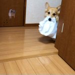 お母さんを助けてくれるお手伝い犬!