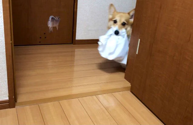 お母さんを助けてくれるお手伝い犬！