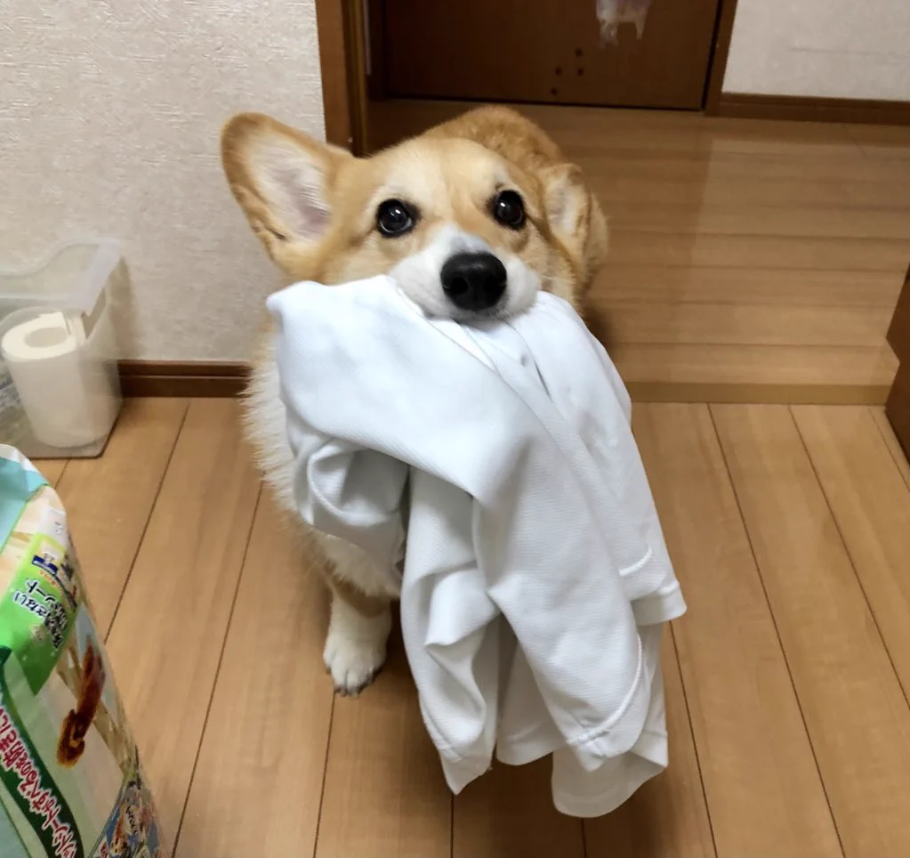 お母さんを助けてくれるお手伝い犬！