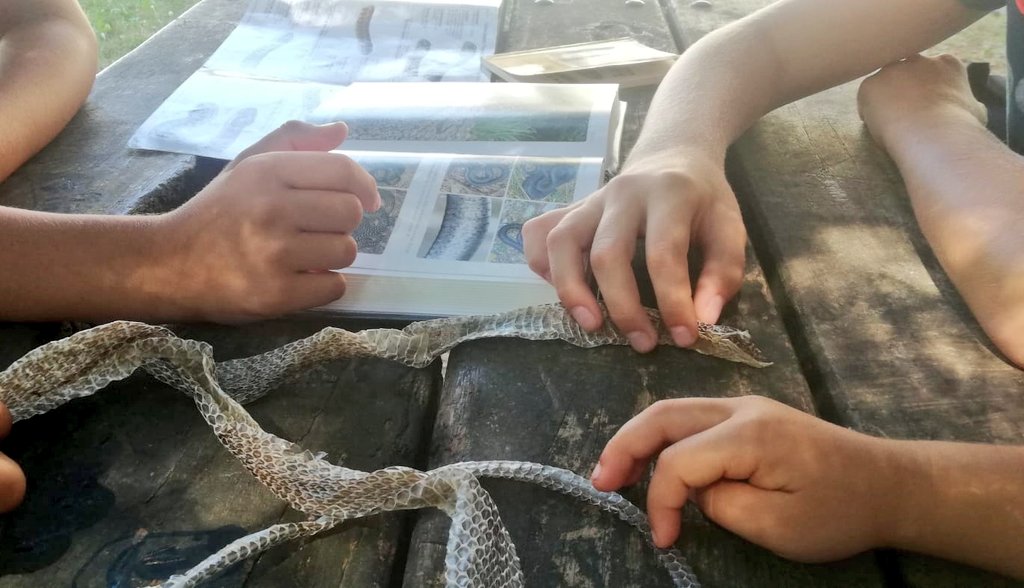 ParcoBeigua's tweet photo. S come... Serpente! Venerdì a Masone Greta e i #Beigua Junior Geoparker hanno preso confidenza con i rettili. 
Prima un laboratorio per il riconoscimento. Poi in esplorazione fino alla cascata (del Serpente dove hanno scovato alcune giovani natrici dal collare #LiguriaSostenibile https://t.co/yhzeOihyi3