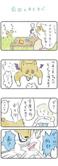 入れ歯がほしかった犬 (1/2)#豆しばこつぶ 