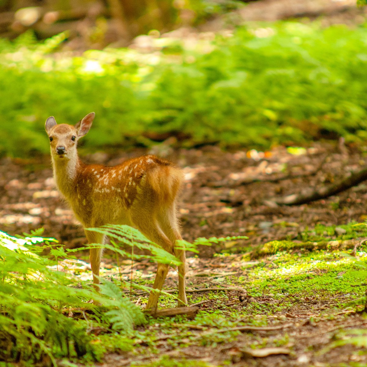 岡村印刷工業株式会社 東京事業部 週の始まりけつ曜日 月曜日 奈良公園で出会った子鹿のおしり 全体的に茶色っぽいのが子鹿特有ですね 岡村印刷 奈良 Nara Naraグッズ 奈良土産 奈良が好き Japan 鹿 シカ 鹿ケツ 鹿のおしり 鹿尻 鹿活