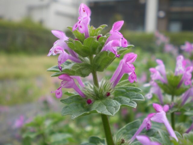 サルビアの花のtwitterイラスト検索結果 サルビアの花のtwitterイラスト検索結果