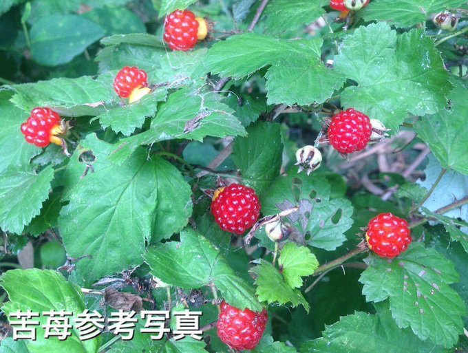 サルビアの花のtwitterイラスト検索結果 サルビアの花のtwitterイラスト検索結果