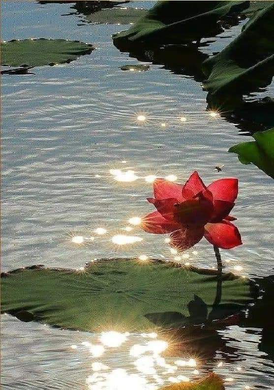 ALLA.HABABA tweet media