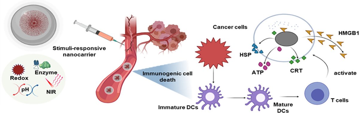 JCRnEDITORS's tweet photo. Recent progress in stimuli-responsive nanosystems for inducing immunogenic cell death.
| Simmyung Yook @KeimyungUniv | @yook_simmyung @KoreaCRS
#stimuliresponsive #immunogeniccelldeath #NIRresponsive #ROSresponsive
https://t.co/Nl0n8ArUYi https://t.co/RQqTNAo96V