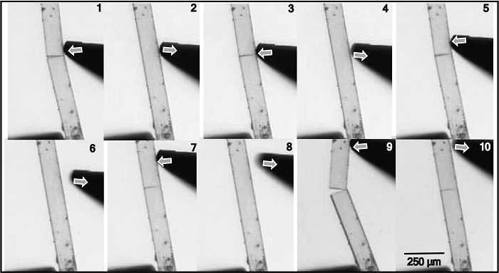 DSTIndia (@indiadst) on Twitter photo The materials developed by #scientists can repair their own #mechanical damages with the #electrical charges generated by mechanical impact on them; study supported by <a href="/IndiaDST/">DSTIndia</a> & <a href="/serbonline/">SERB</a> .
<a href="/Ashutos61/">Ashutosh Sharma</a> <a href="/Sandeep_1966/">Sandeep Verma (स्वर)</a> <a href="/iiserkol/">IISER Kolkata</a> <a href="/IITKgp/">IIT Kharagpur🇮🇳</a> The materials developed by #scientists can repair their own #mechanical damages with the #electrical charges generated by mechanical impact on them; study supported by <a href="/IndiaDST/">DSTIndia</a> & <a href="/serbonline/">SERB</a> .
<a href="/Ashutos61/">Ashutosh Sharma</a> <a href="/Sandeep_1966/">Sandeep Verma (स्वर)</a> <a href="/iiserkol/">IISER Kolkata</a> <a href="/IITKgp/">IIT Kharagpur🇮🇳</a>