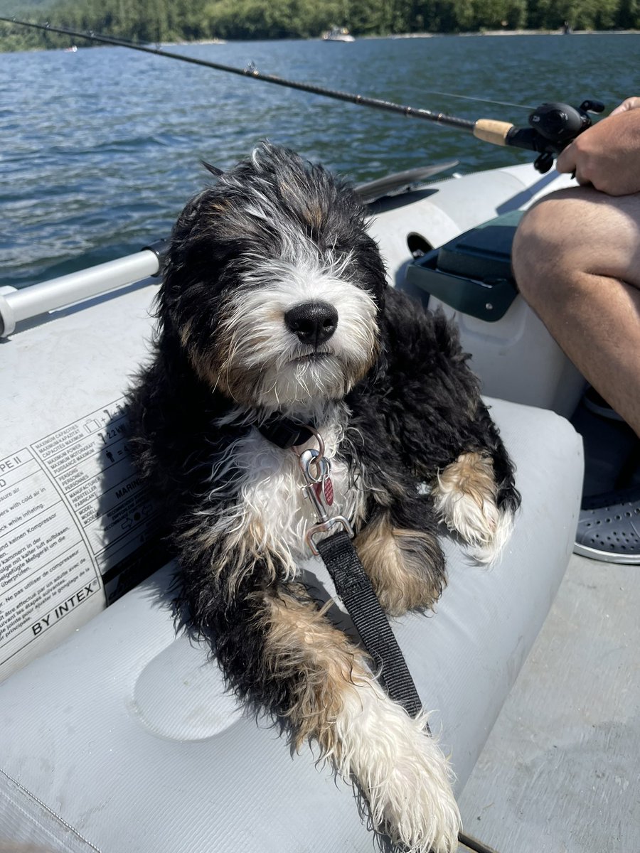 mscathyandre's tweet photo. Twitter, meet my not so little anymore, Miss Murphy 🥰 She had the best day today! Found out she loves to swim, sticks that are larger than her, and boat rides with the wind in her hair. https://t.co/P22IDUsSH9
