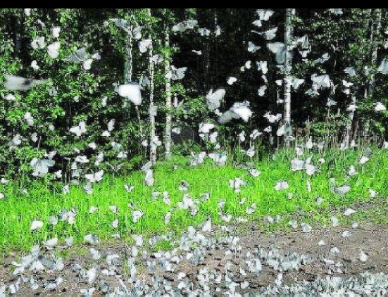 diconodioggi's tweet photo. “Le bianche farfalle portate il 26 luglio dal misterioso carro avevano impestato la foresta di uova, le uova avevano aspettato il caldo e ora infiniti bruchi tra il verde e il giallo sciamavano su per i rami”
Dino Buzzati, Il segreto del bosco vecchio https://t.co/iLGzv5mS7p