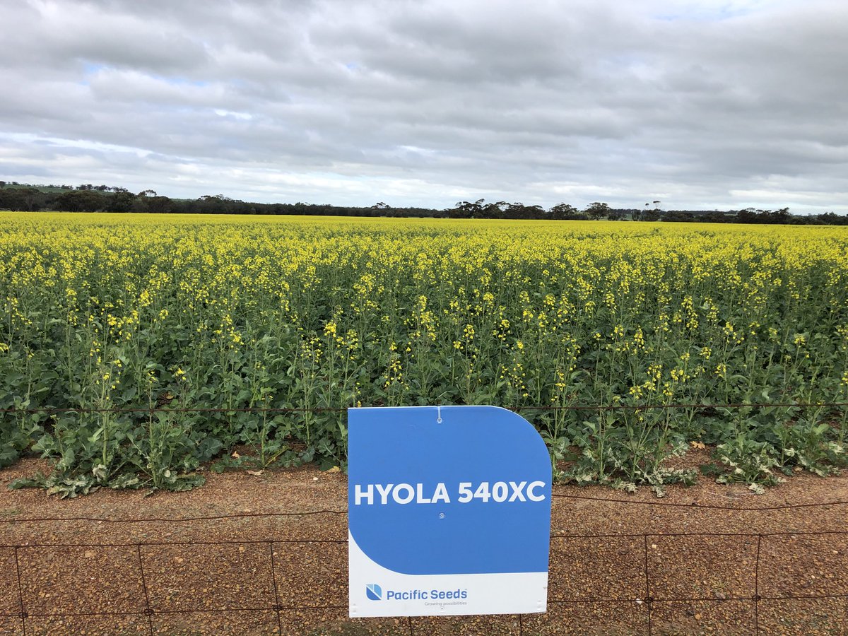 Lovely crop of 540XC near GOOMALLING managing the paddock out of last years IMi chemistry ⁦<a href="/CaptainCanola/">Justin Kudnig</a>⁩