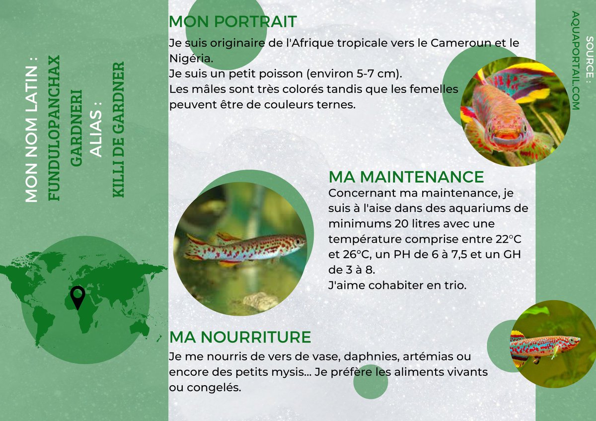 ⚜️ ESPÈCE DU JOUR ⚜️
#aquariophilie #poissons #aquarium