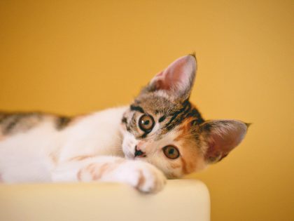 猫の心理