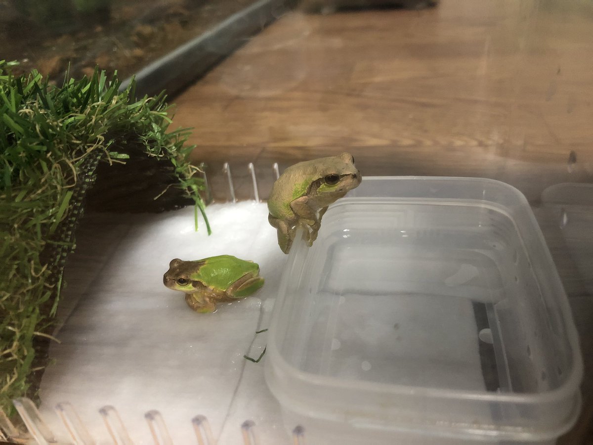 𓆉亀の住む家𓆉新生活開始 Kamelove 1223 Twitter