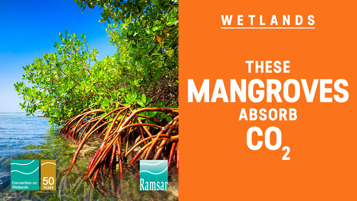 Mangroves store 3-5 times more #carbon per unit area than other tropical forests. But 67% of global #mangroves have been lost. More and more countries understand their value for #ClimateChange mitigation & adaptation policies #NDCs @ThomsonFiji
#WorldMangroveDay #RestoreWetlands