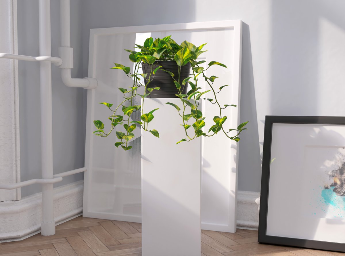 VIZPARK's tweet photo. Devils Ivy Plants - Now available for RHINO and SKETCHUP (3ds Max, Blender, FBX also available):   https://t.co/ExvUwm8MAw https://t.co/bEkzYNod0s