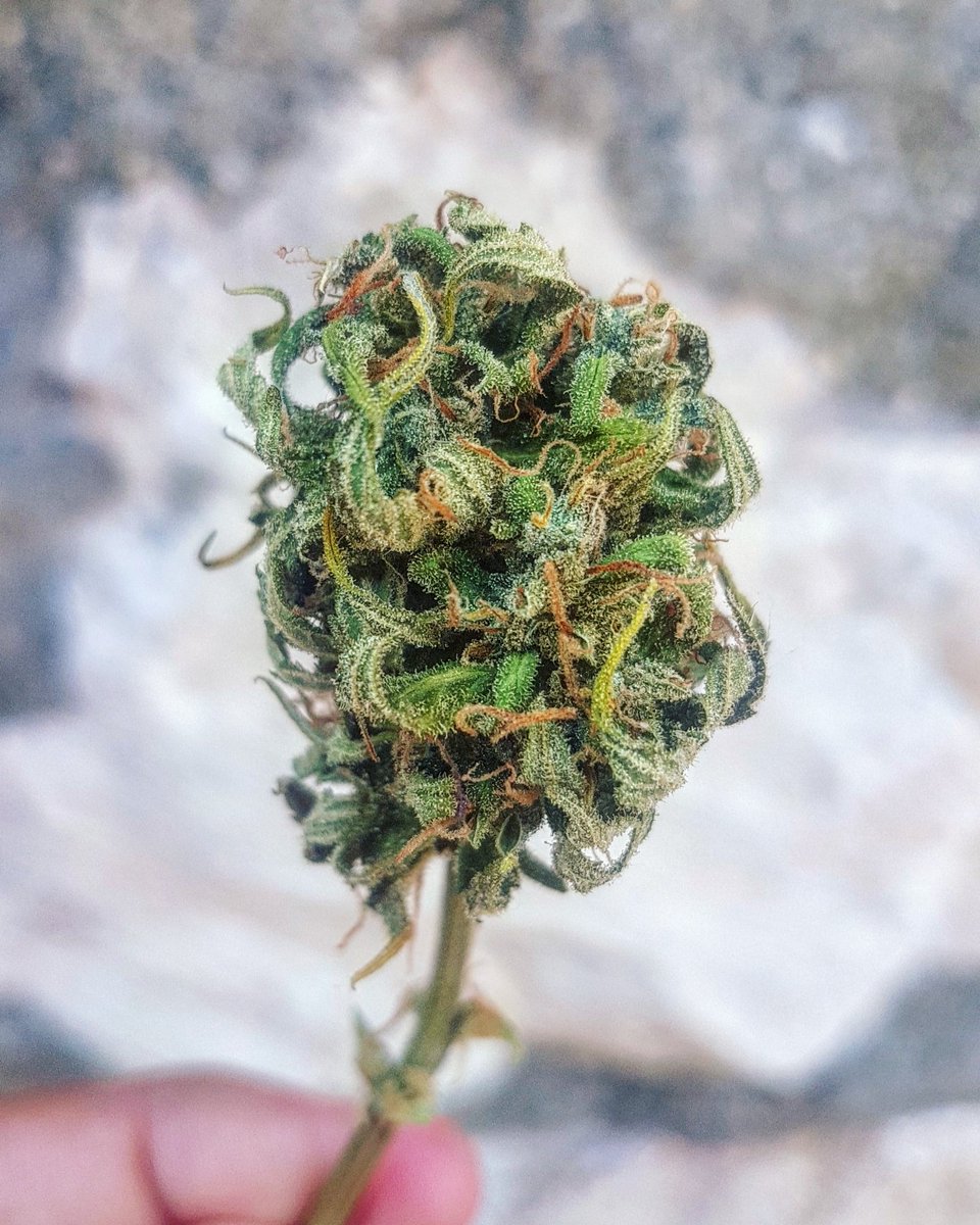 Sophie_MJ's tweet photo. 🌷 #AutoColoradoCookies 🍪
Sigue curando en su casa de cristal... los aromas se potencian cada día 🔥🔥🔥🔥
Marravillosa esta cepa🍪🍫🍩🌱
Deseando catarla pero es mejor ser paciente para que los aromas, sabores y efectos estén en su punto💯🔥
@GreenbudSeeds @Apez140 @INMAQ16
👩🏼🌾 https://t.co/KNq2SsGdLp