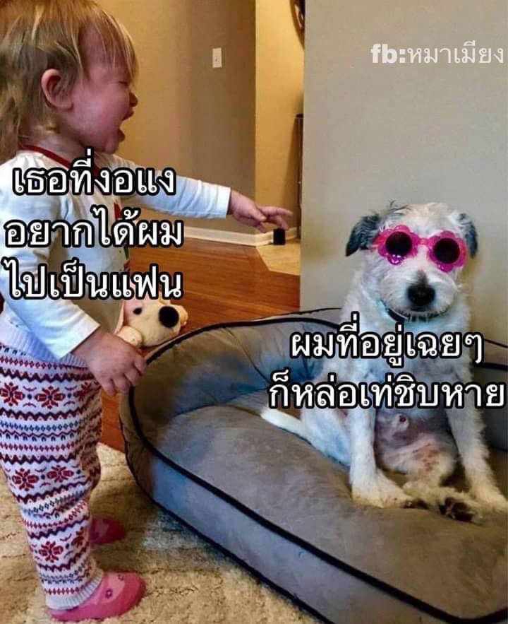 โทโมรุแก้งทานตะวัน tweet media