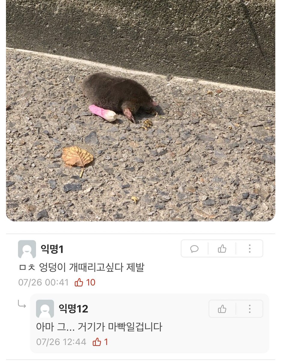 666rat666's tweet photo. 아
지존웃겨 두더지사진 누가 올렸는데 https://t.co/gxdY4iD4rv